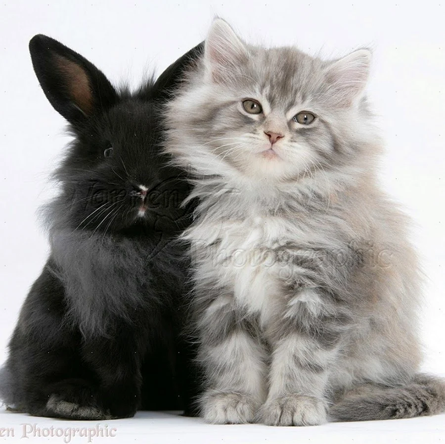 Кот и кролик вместе. Красивое животное