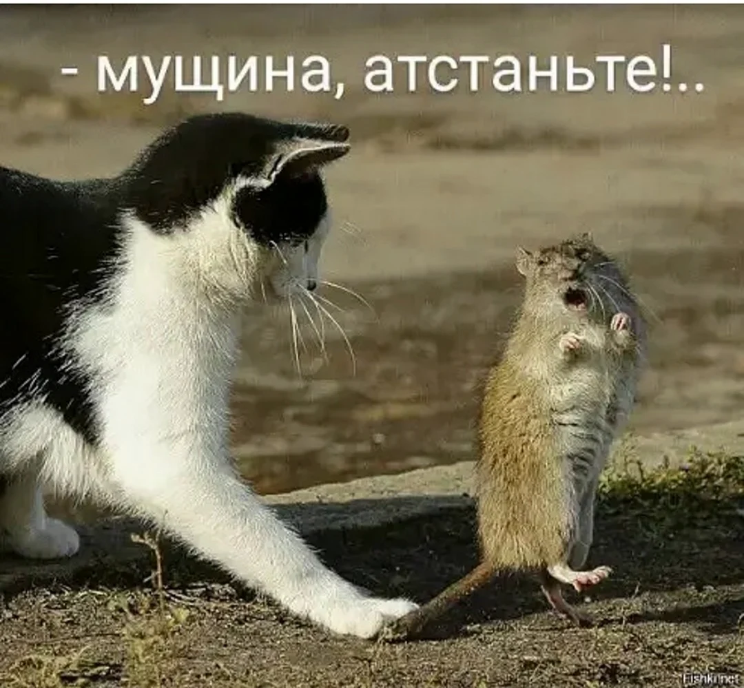 Кот и мыши юмор. Картинка
