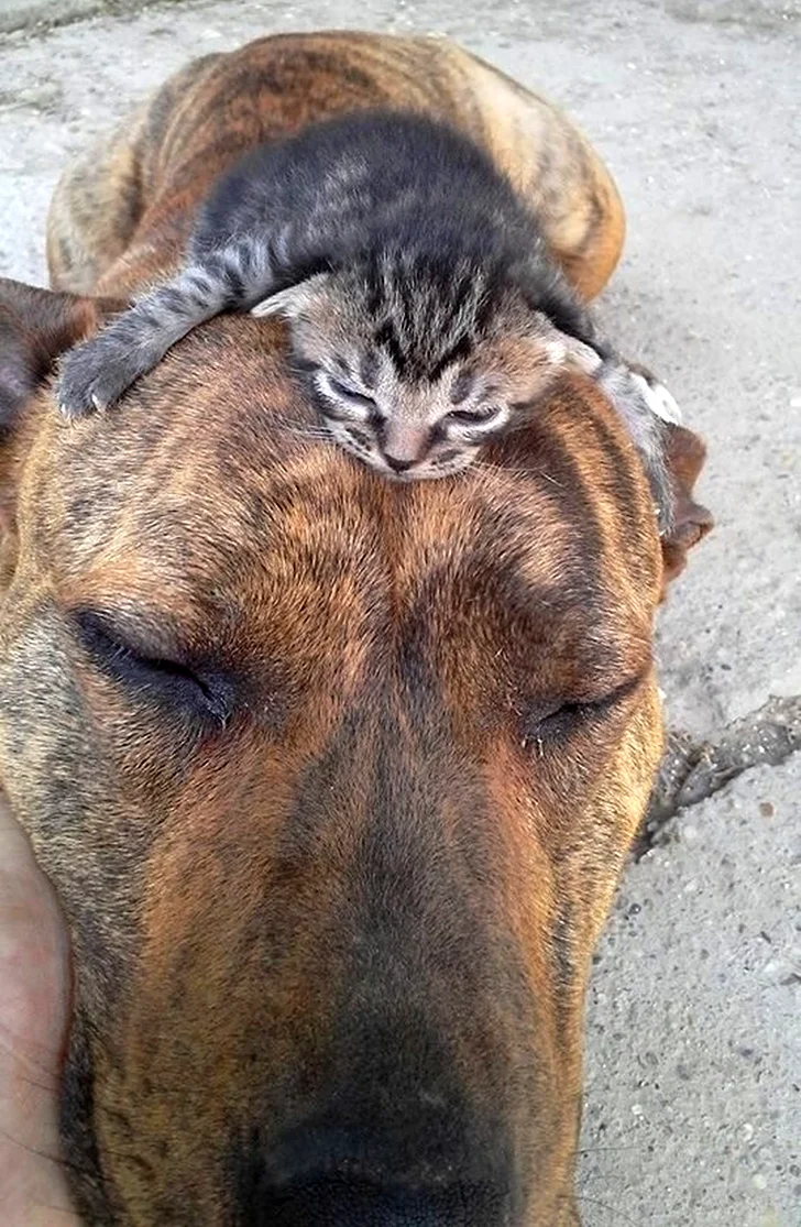 Кот и собака. Красивое животное