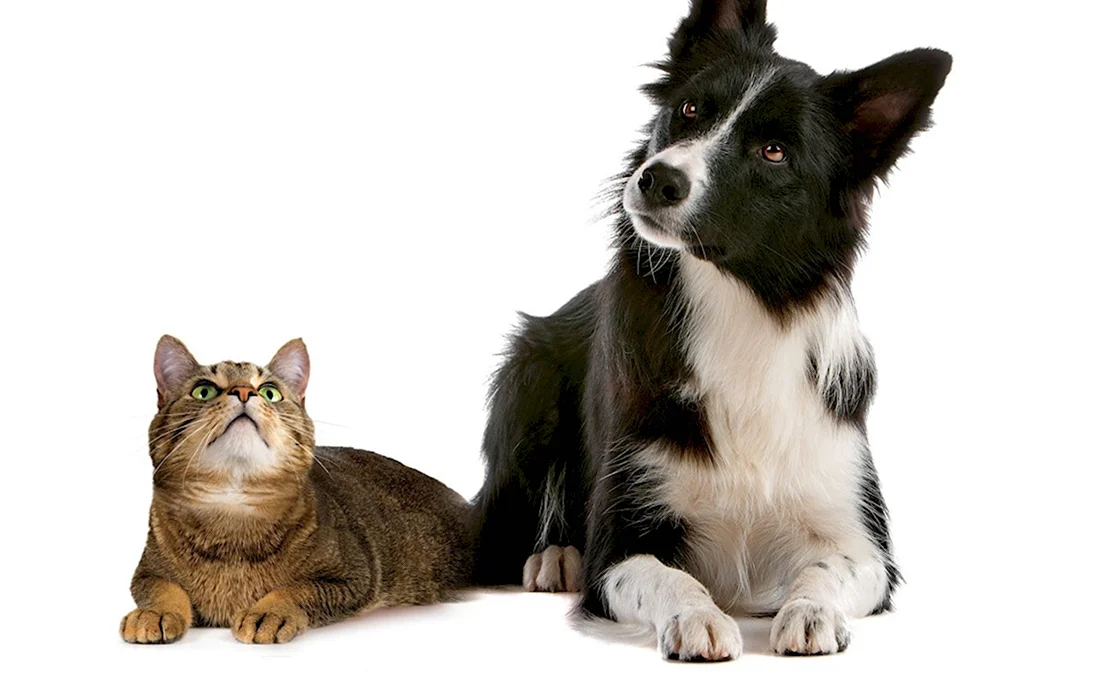 Кот и собака. Красивые картинки животных