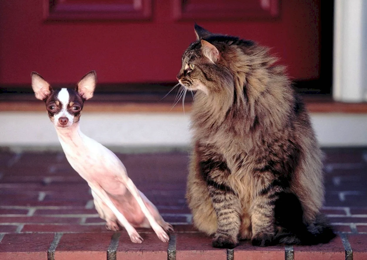 Кот и собака демотиватор. Красивое животное