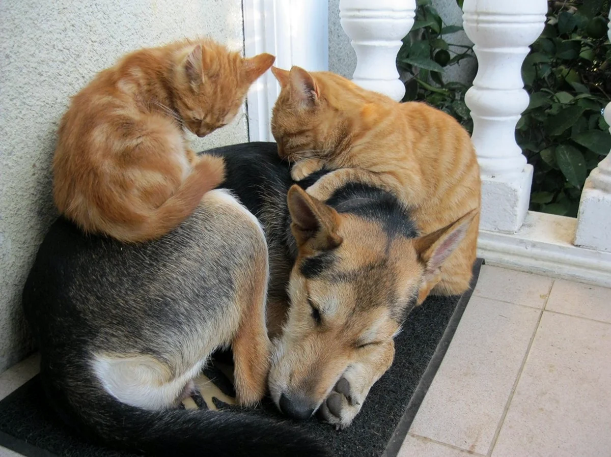 Кот и собака дружат. Красивое животное
