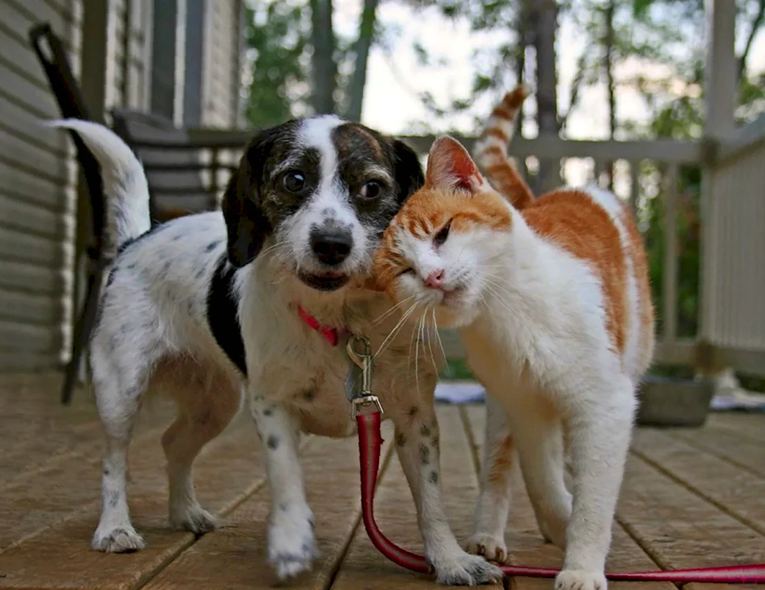 Кот и собака дружат. Красивые картинки животных