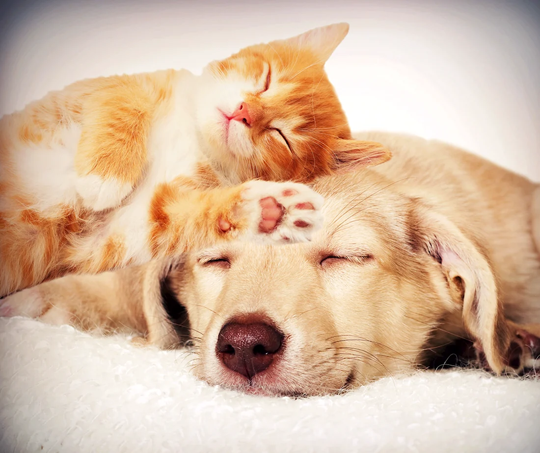 Кот и собака обнимаются. Красивые картинки животных