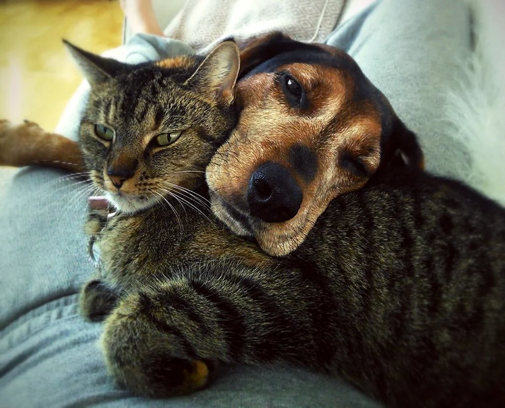 Кот и собака вместе. Красивое животное