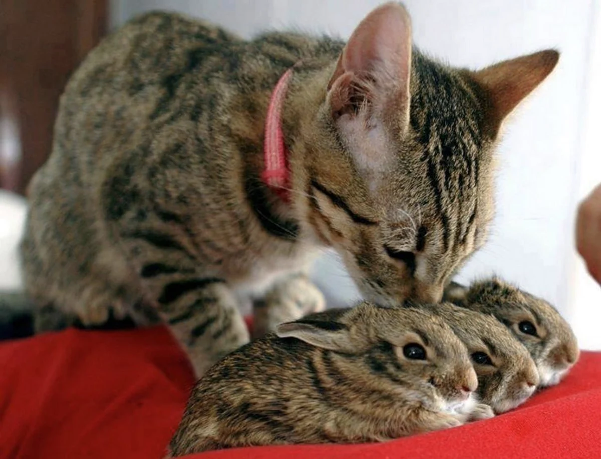 Кот и заяц. Красивое животное