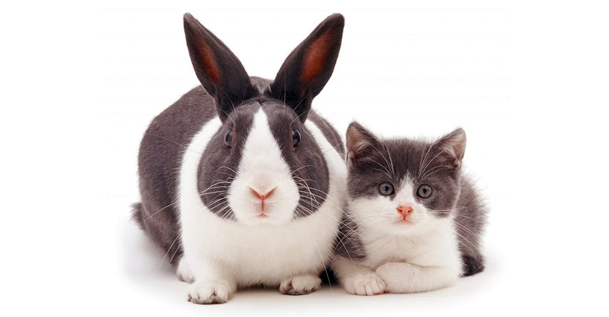 Кот и заяц. Красивое животное