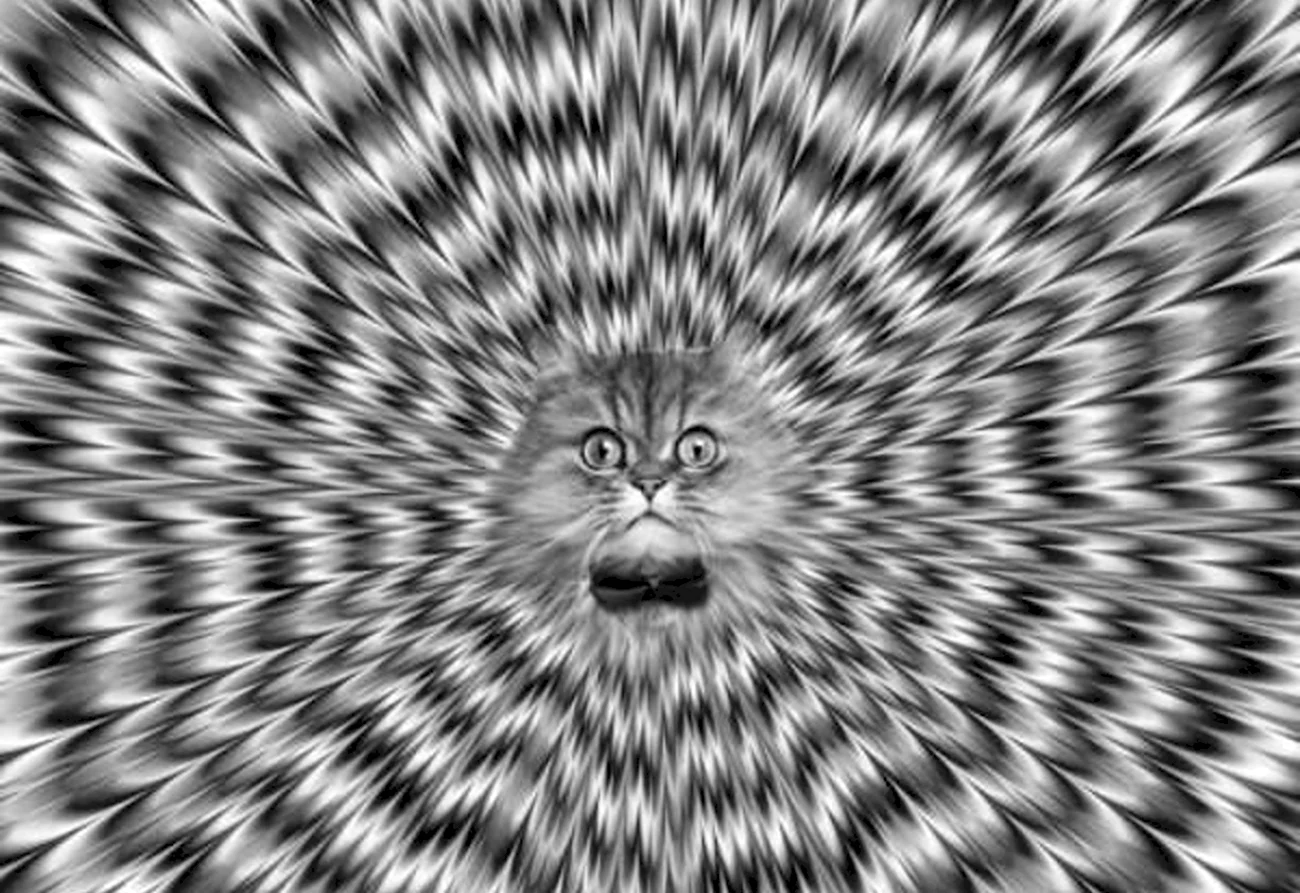 Кот иллюзия. Картинка