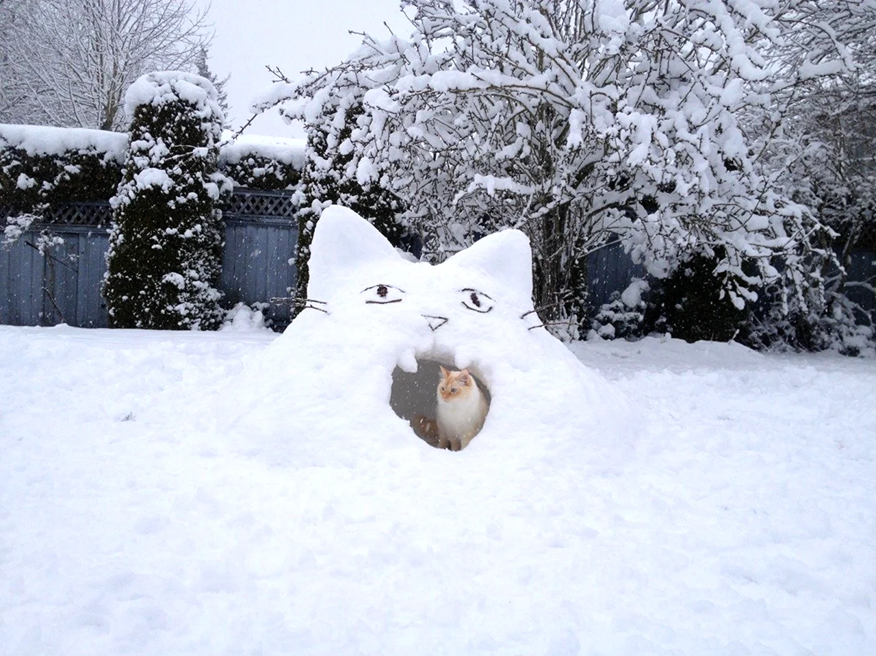 Кот из снега. Картинка