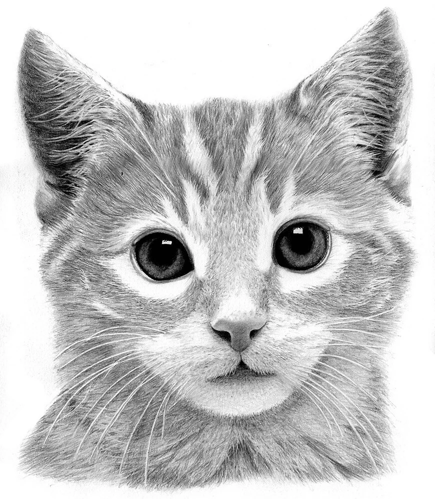 Кот карандашом. Красивые картинки животных
