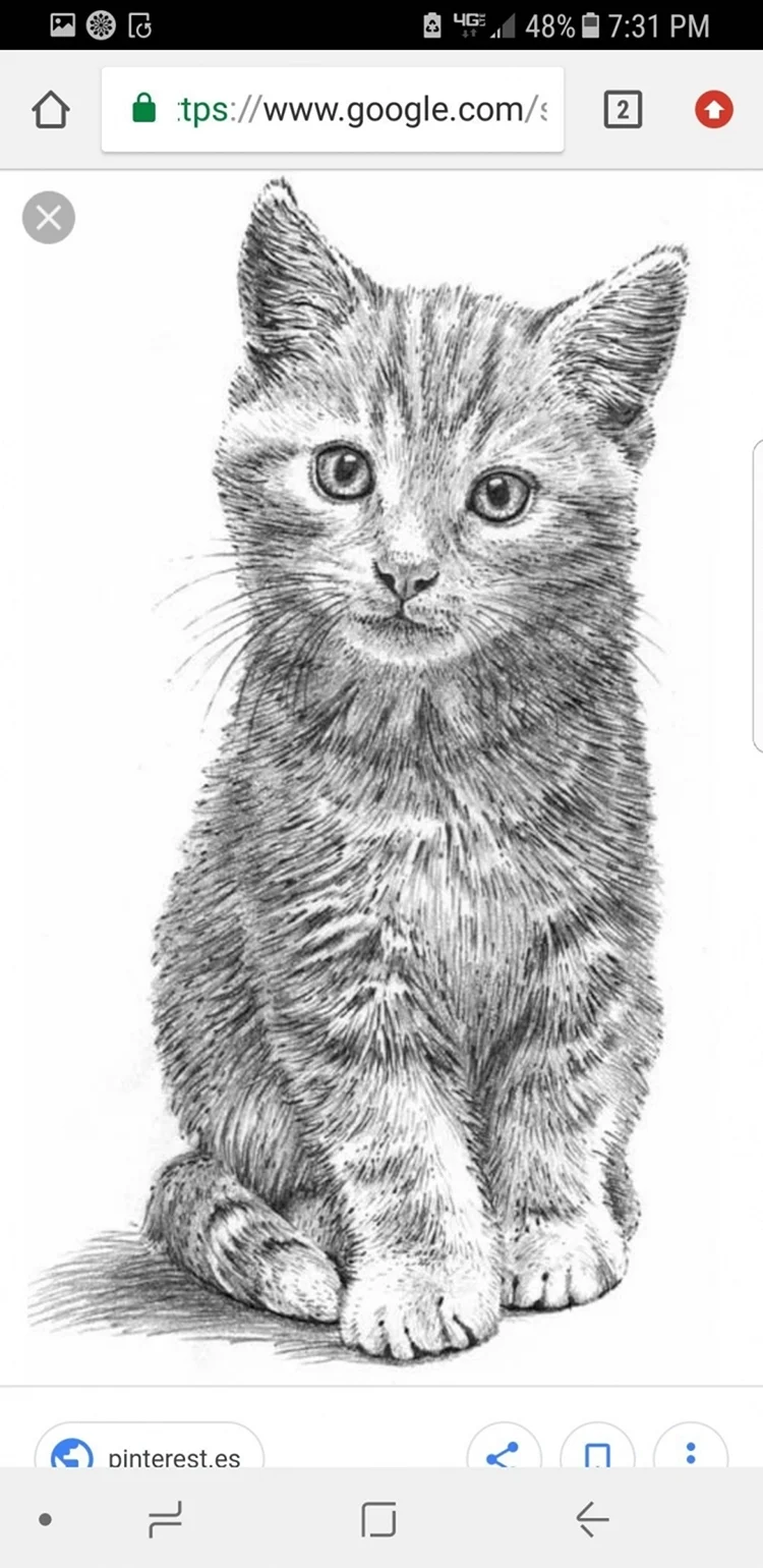 Кот карандашом. Красивые картинки животных