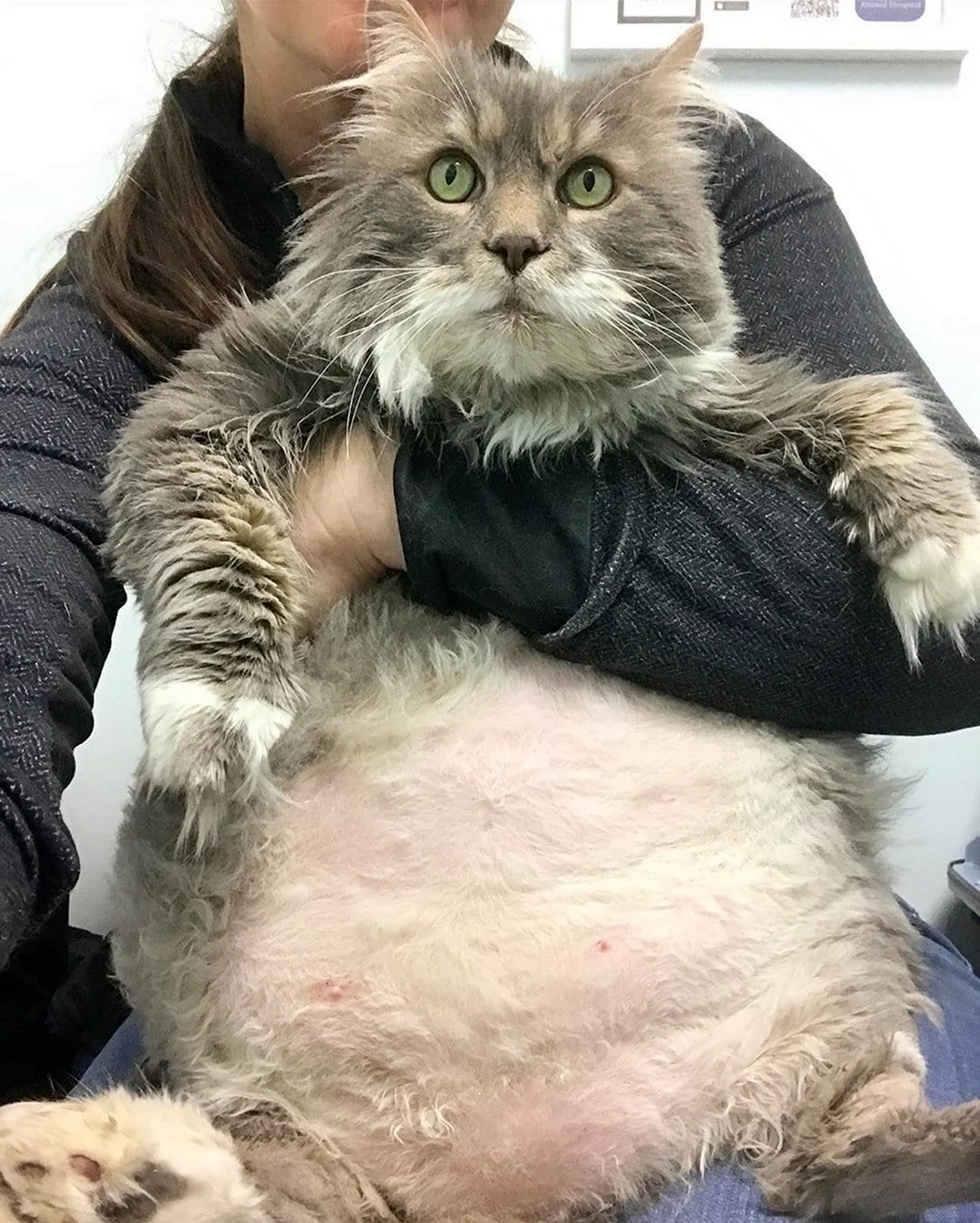 Кот химми 21 кг. Красивое животное