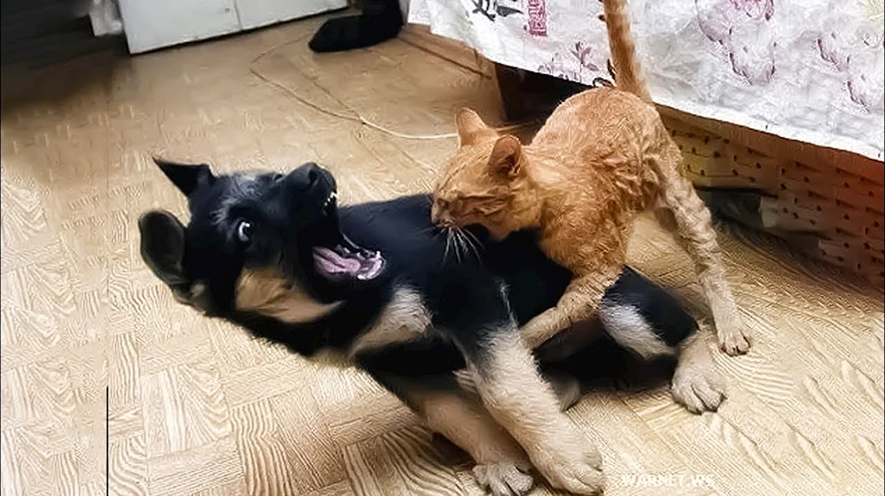 Кот кусает собаку. Красивое животное