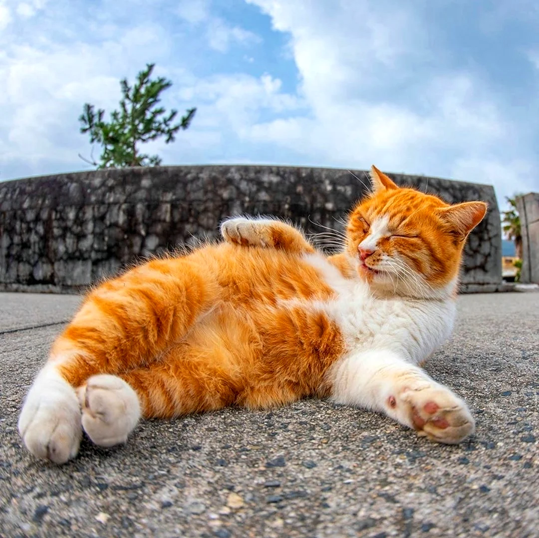 Кот лежит на солнышке. Красивое животное