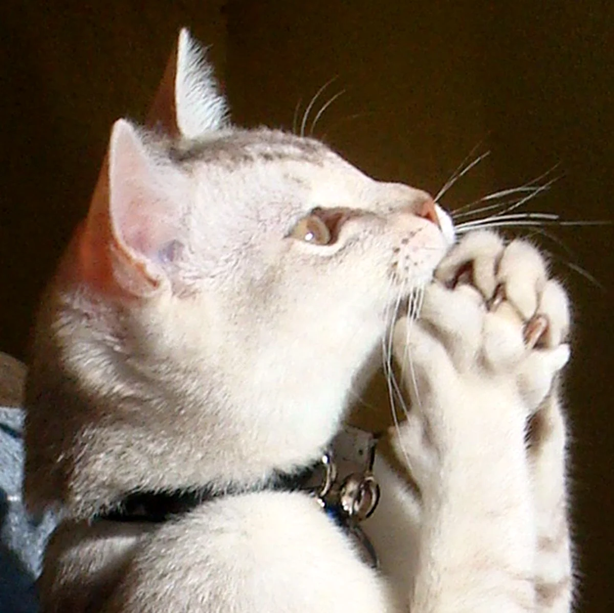Кот молится. Красивое животное