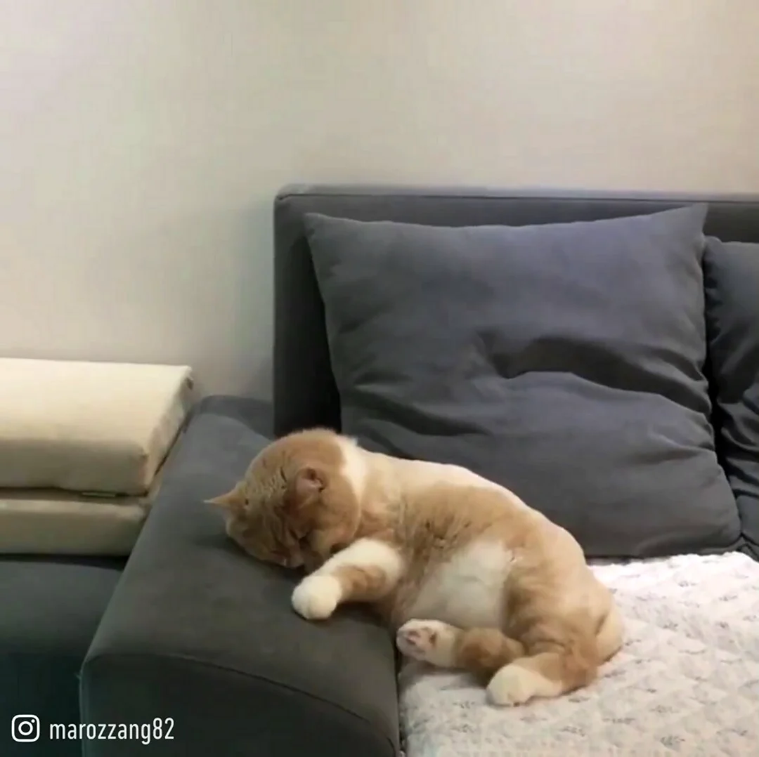 Кот на диване. Прикольная картинка