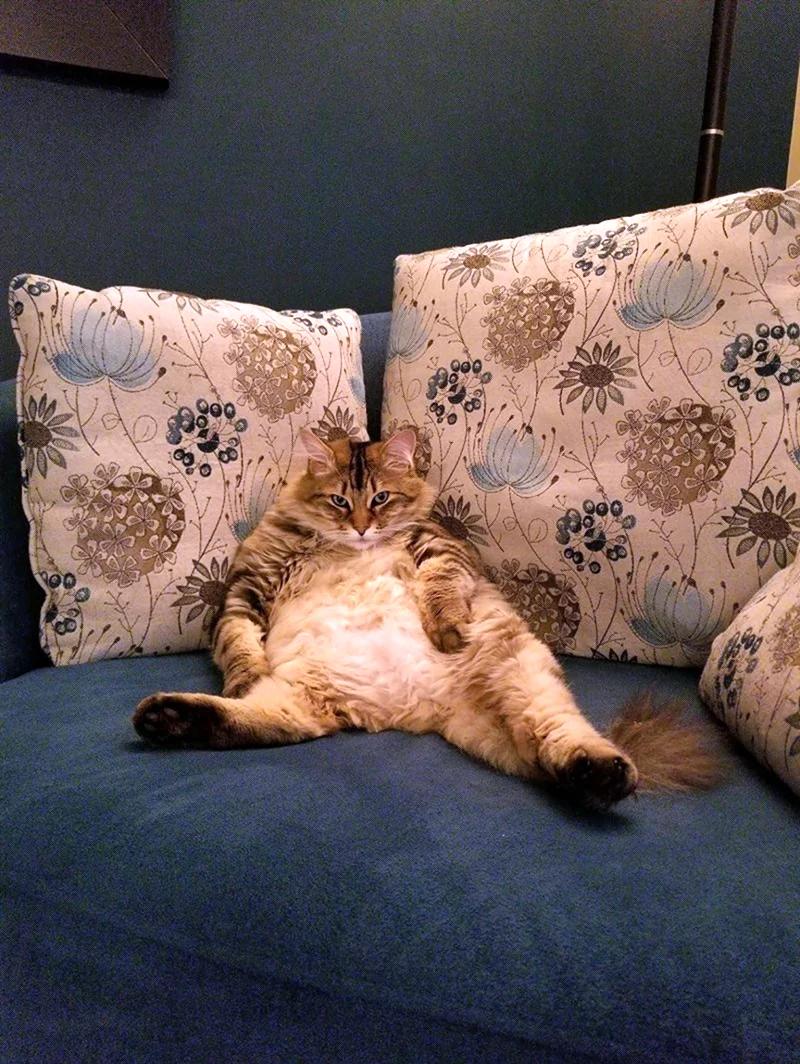 Кот на диване. Красивое животное