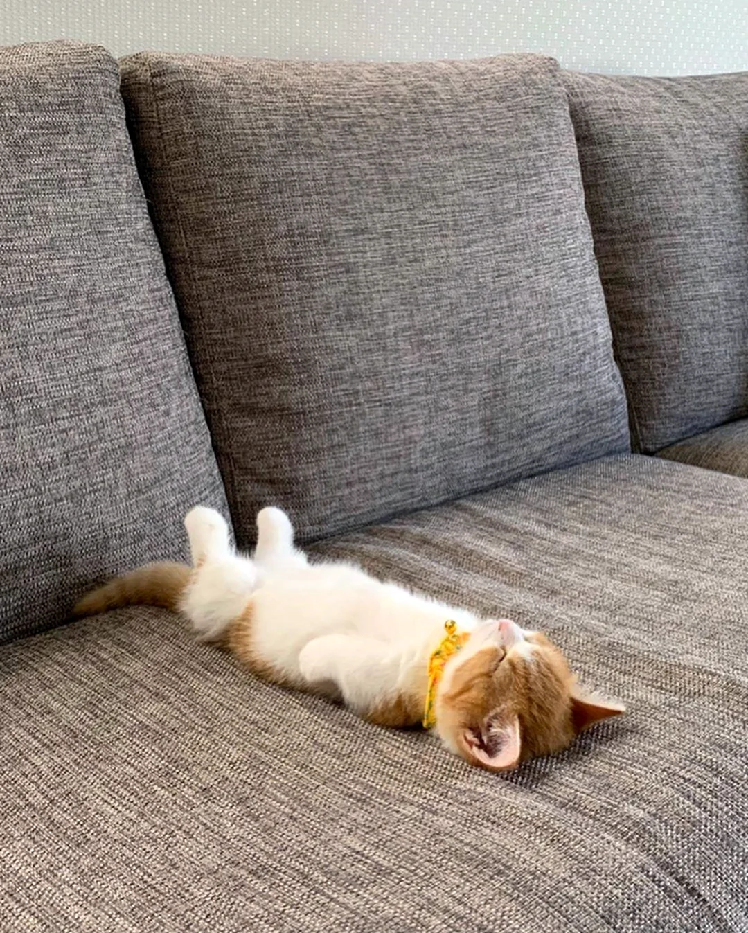 Кот на диване. Картинка