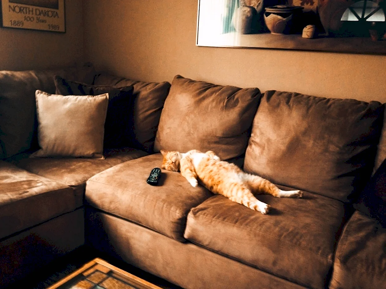 Диван лучший друг. Диван кошка. Коты на диване. Лежит на диване. Кот лежит на диване.