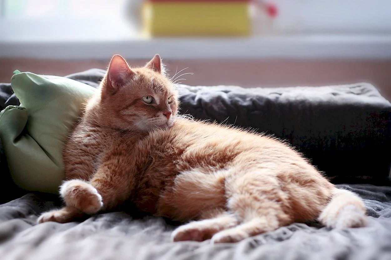 Кот на диване. Красивое животное
