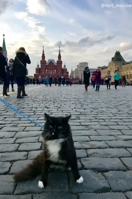 Кот на красной площади. Картинка