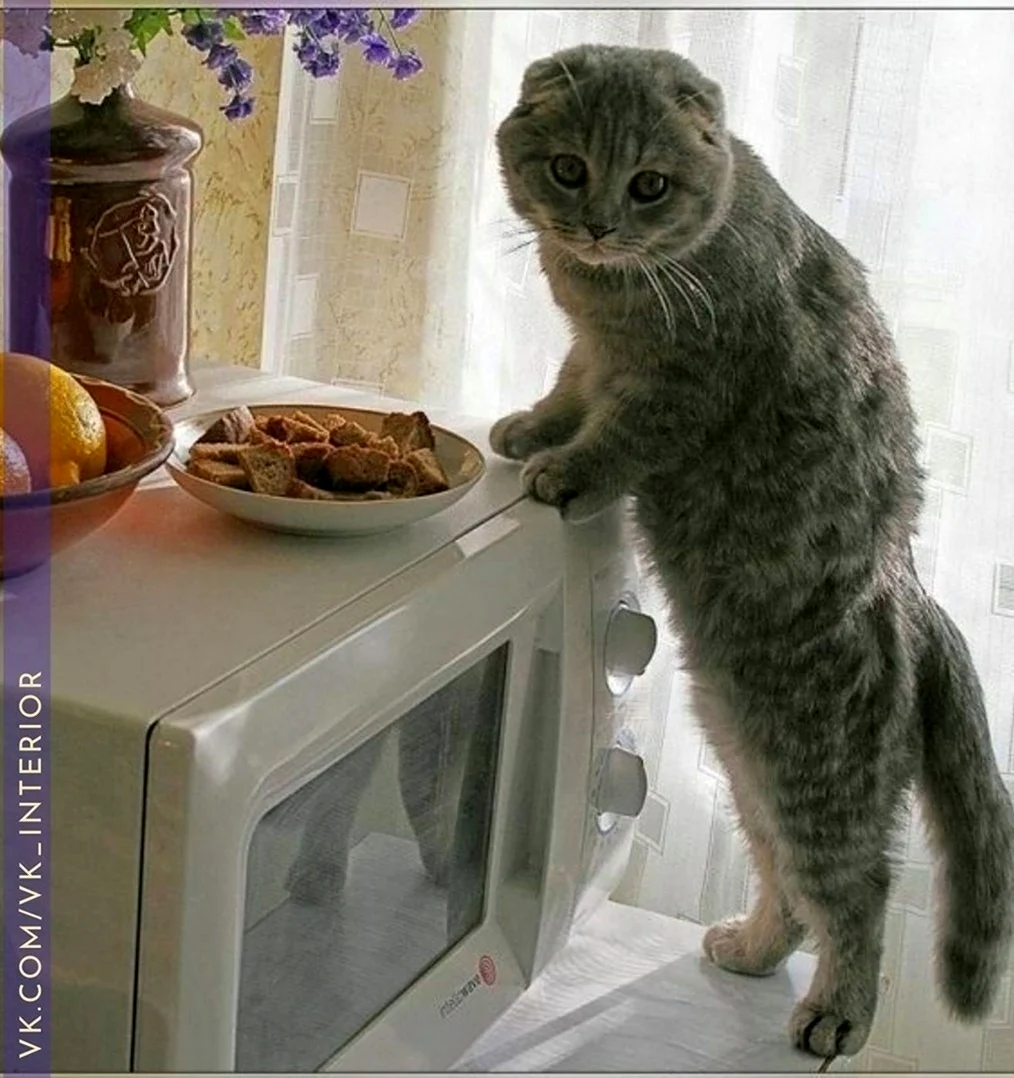 Кот на кухне. Красивое животное