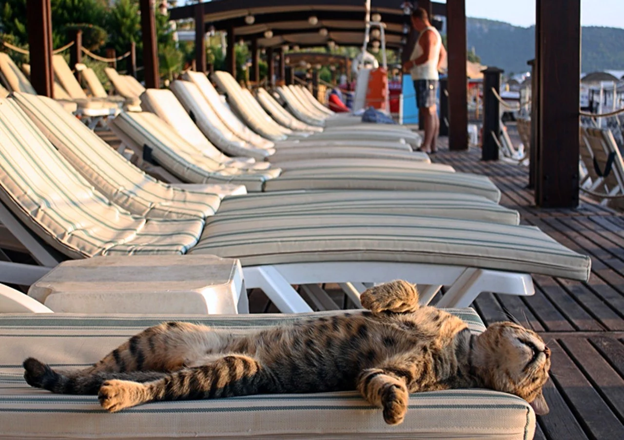 Кот на лежаке на пляже. Картинка