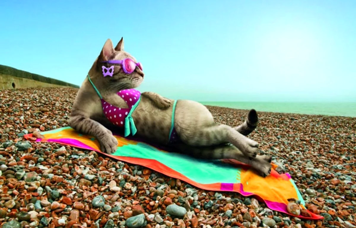 Кот на пляже. Прикольная картинка