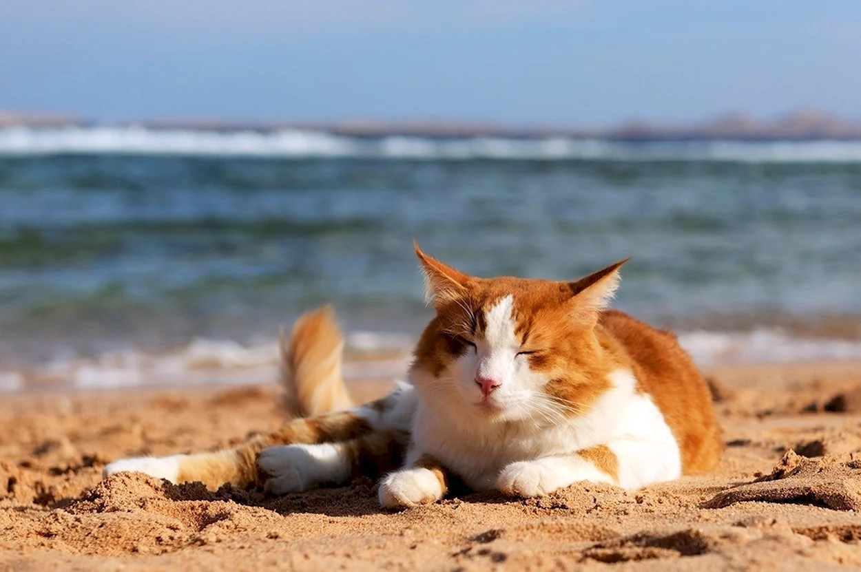 Кот на пляже. Красивое животное