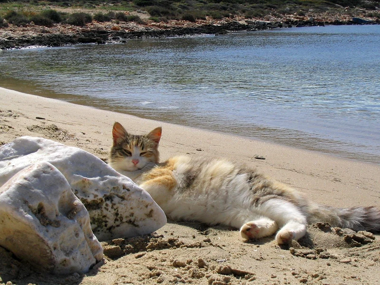Кот на пляже. Красивое животное