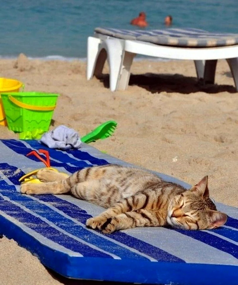 Кот на пляже. Картинка
