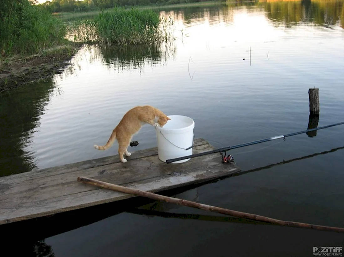 Кот на рыбалке. Анекдот в картинке
