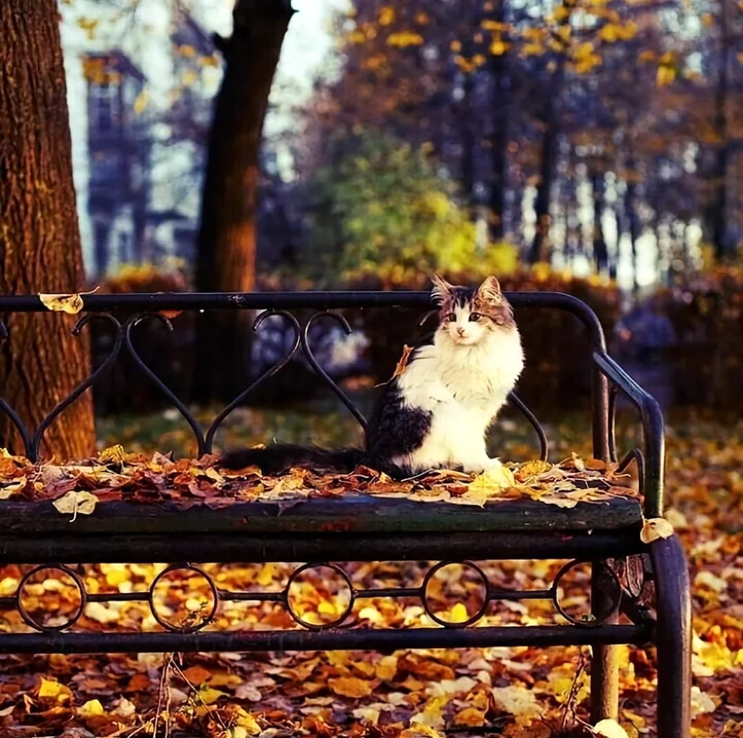 Кот на скамейке осенью. Картинка