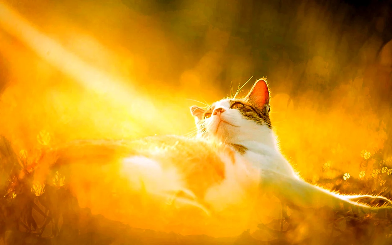 Кот на солнце. Красивое животное