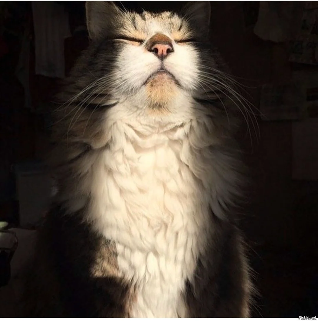 Кот на солнце. Красивое животное