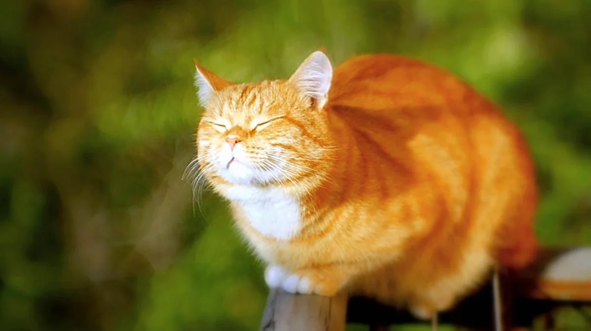 Кот на солнышке. Красивое животное
