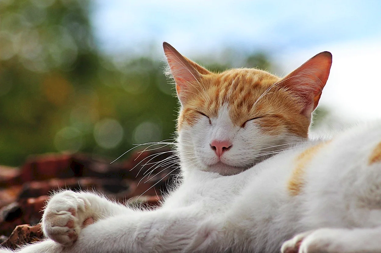 Кот на солнышке. Красивое животное