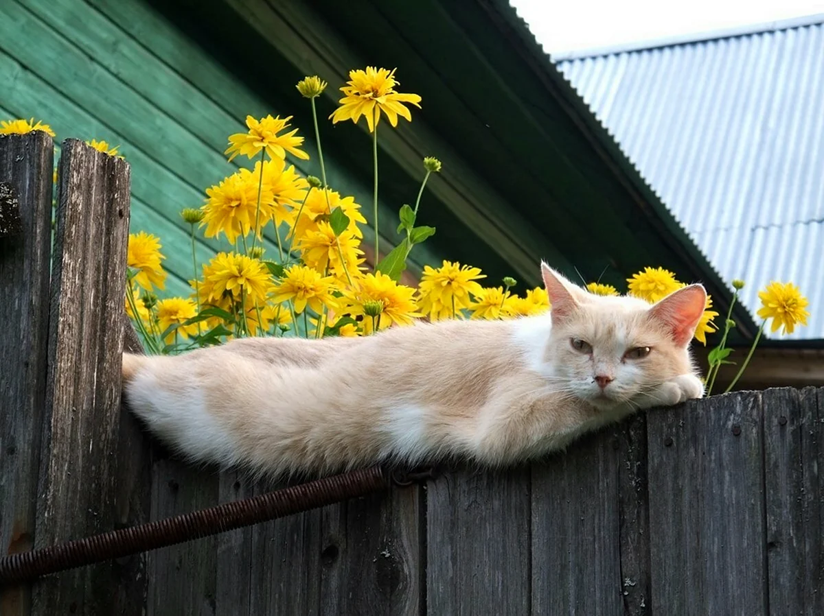 Кот на заборе. Красивое животное