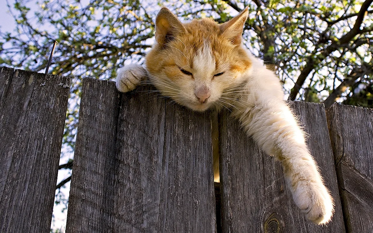 Кот на заборе. Красивое животное