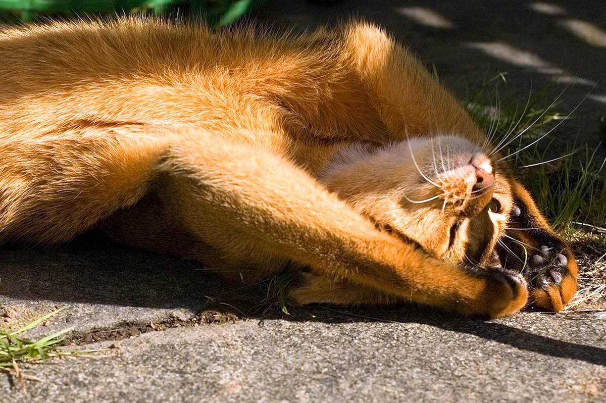 Кот нежится на солнышке. Красивое животное