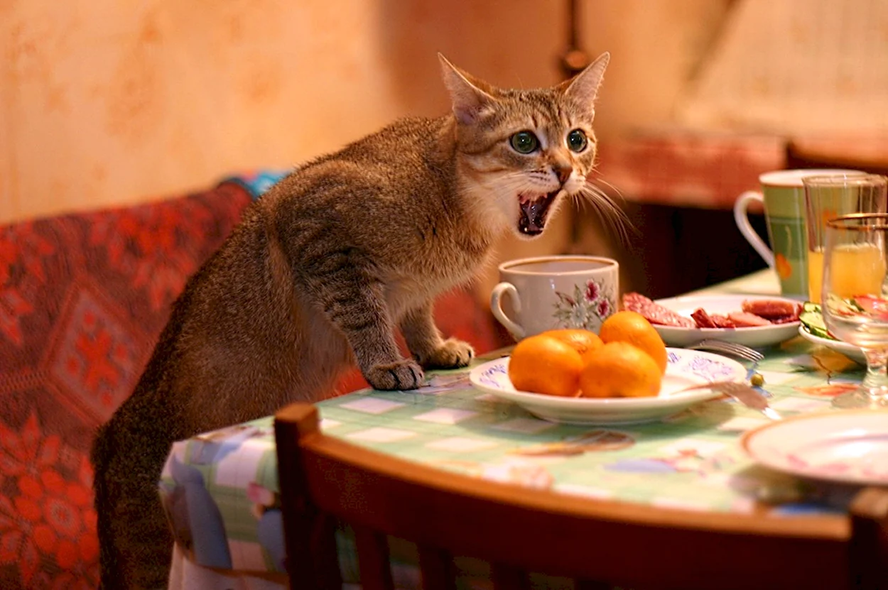Кот обедает. Красивое животное