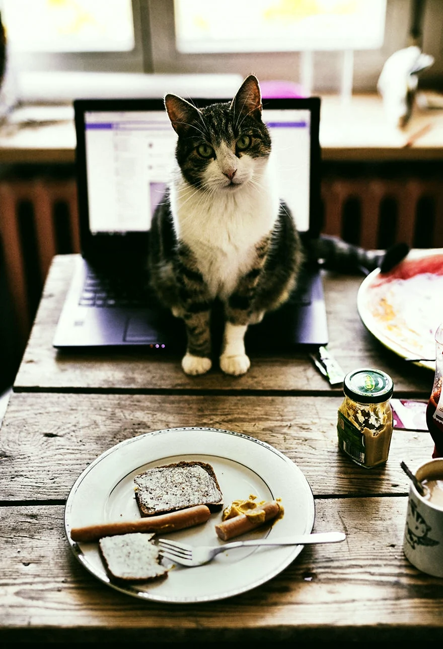 Кот обедает. Красивое животное