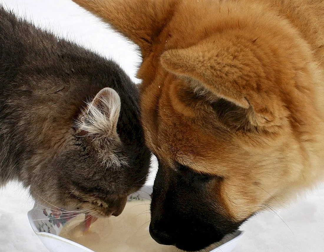 Кот Платон и собака Булька. Красивые картинки животных