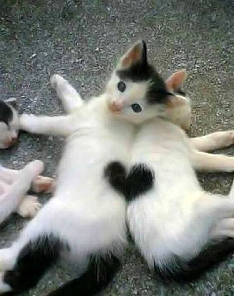 Кот показывает сердце. Красивое животное
