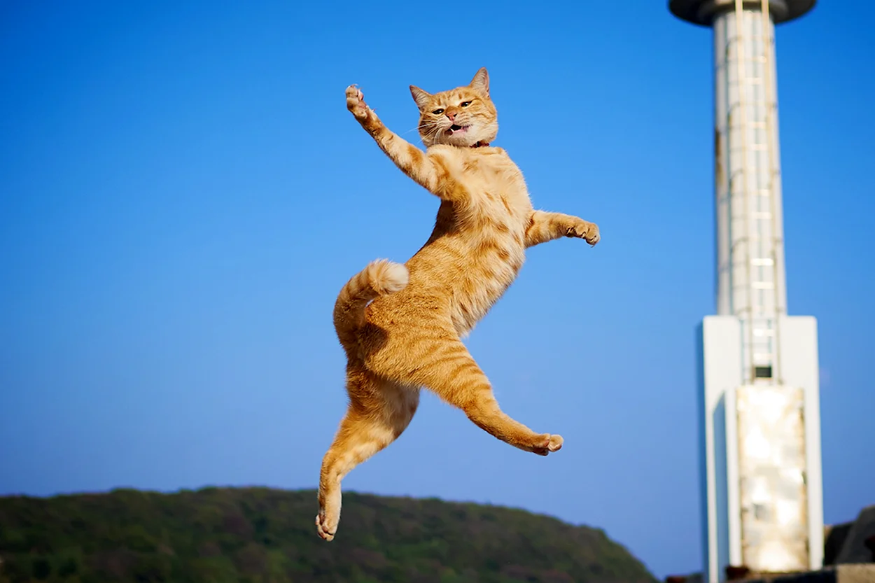 Кот прыгает. Красивое животное