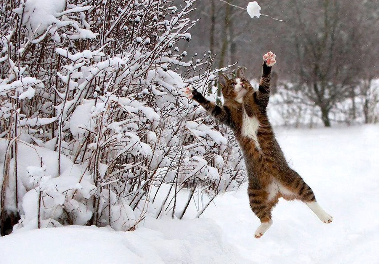 Кот радуется снегу. Картинка