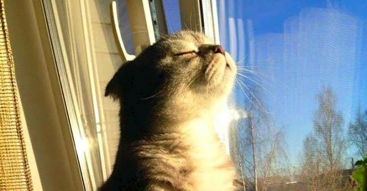 Кот радуется солнцу. Красивое животное