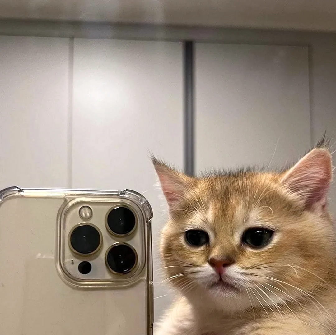 Кот с айфоном. Красивое животное