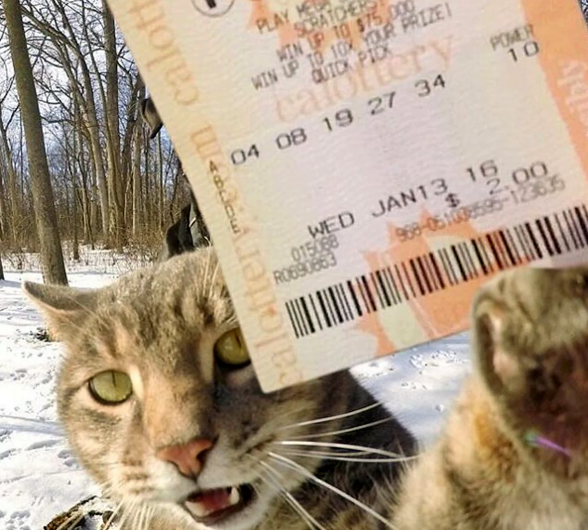 Кот с билетом. Красивое животное