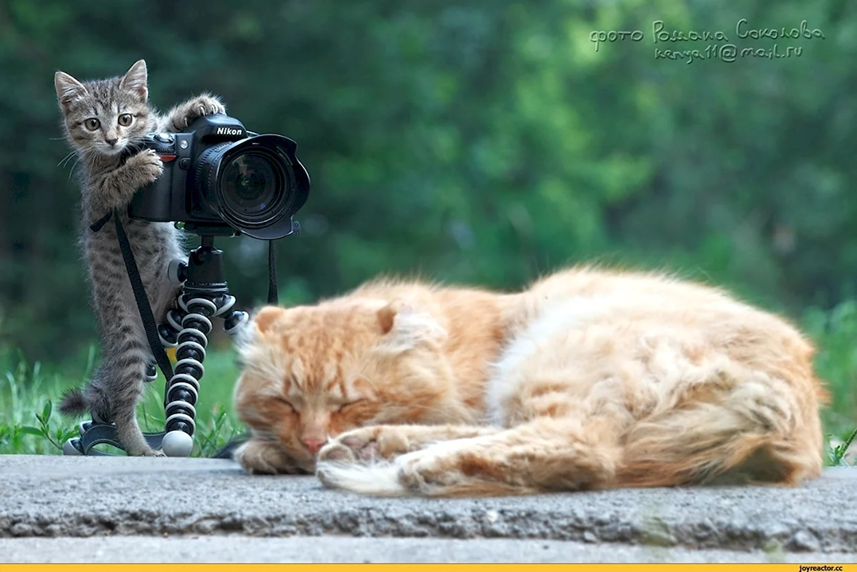 Кот с фотоаппаратом. Красивое животное